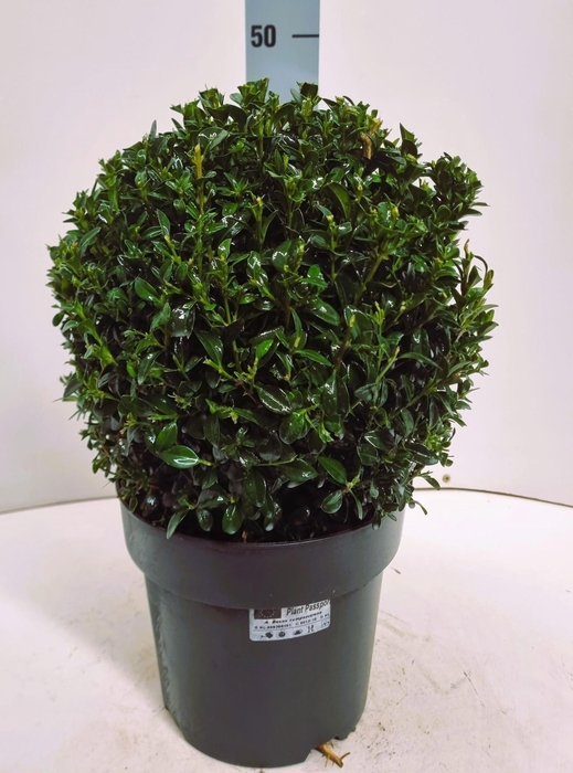 <h4>BUXU SEMPERVIRENS</h4>