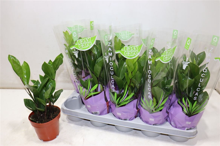 <h4>Zamio Zamiifolia</h4>