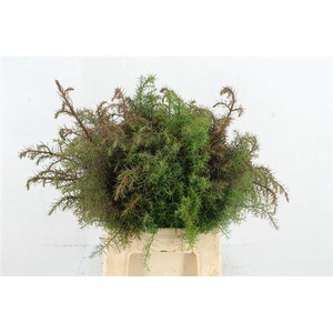 Conifeer Crypt Elegance Red Per Bun