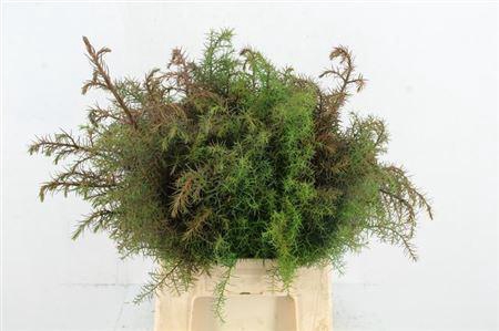 <h4>Conifeer Crypt Elegance Red Per Bun</h4>