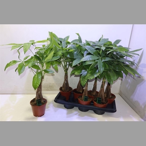 Pachira Aquatica