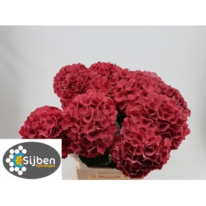 HYDR M MAG RUBYRED