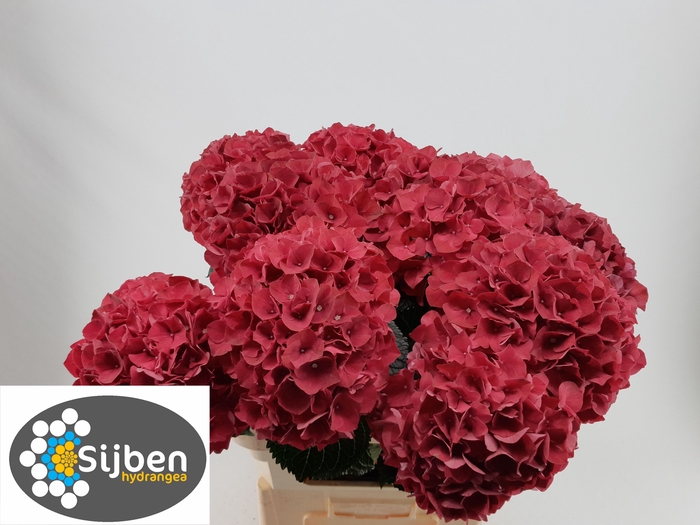 <h4>HYDR M MAG RUBYRED</h4>
