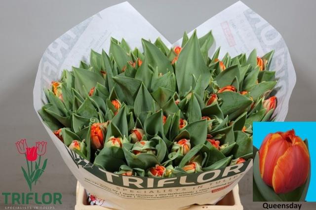 <h4>TU DU QUEENSDAY</h4>