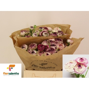 RAN EL WHITE STRIPES