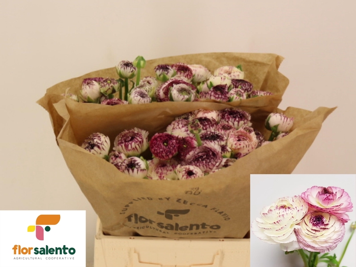 <h4>RAN EL WHITE STRIPES</h4>