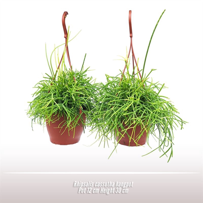 Rhipsalis cassutha hangpot