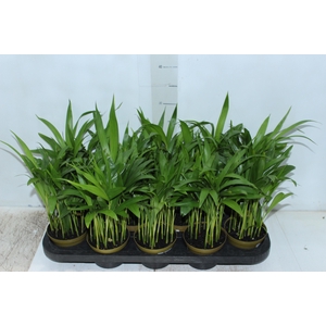 ARECA BAMBU P11