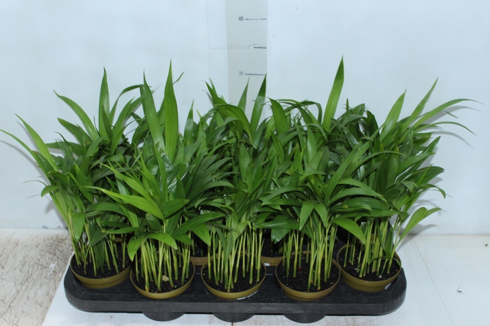 <h4>ARECA BAMBU P11</h4>