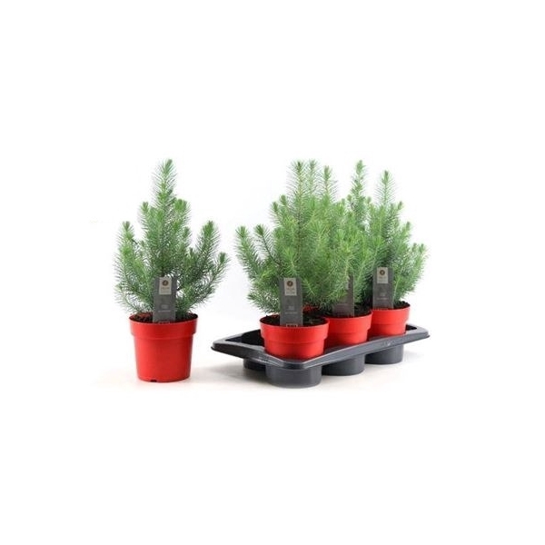 <h4>Pinus Silver Crest</h4>