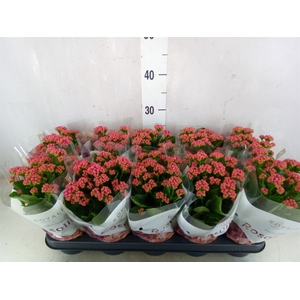 Kalanchoe blos. 'RosDon Victorio'