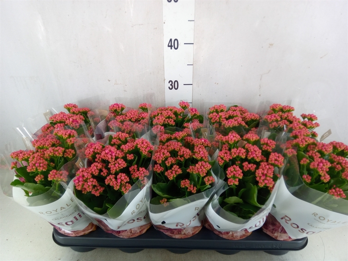 <h4>Kalanchoe blos. 'RosDon Victorio'</h4>