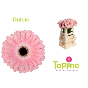 Gerbera Dulcie