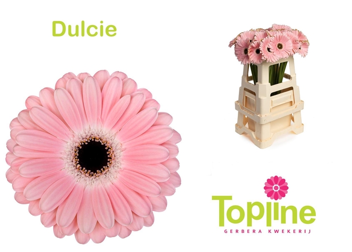 <h4>Gerbera Dulcie</h4>