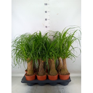 Beaucarnea recurvata