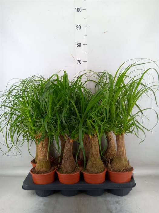 <h4>Beaucarnea recurvata</h4>