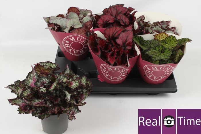 <h4>BEG BEL GEM</h4>