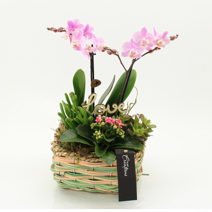 <h4>ARR PHAL MT H%</h4>