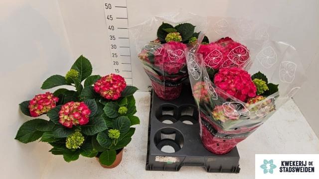 <h4>HYDR M GRUMPY</h4>