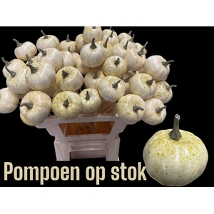 POMPOEN WIT OP STOK