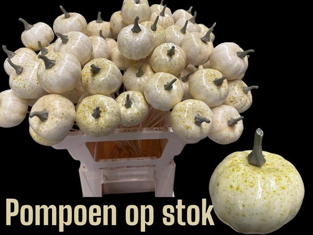 POMPOEN WIT OP STOK