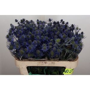 Eryngium  'Magical Blue Lagoon'