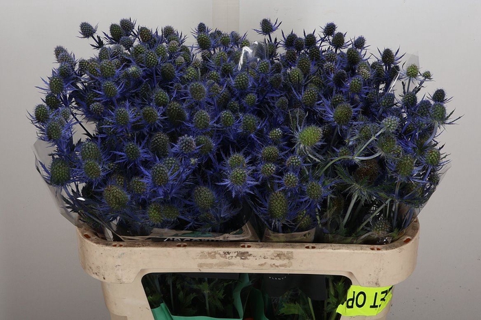 <h4>Eryngium  'Magical Blue Lagoon'</h4>