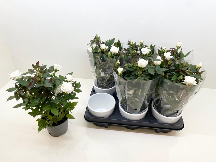 <h4>RO WHITE STAR</h4>