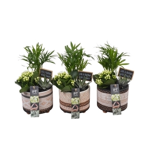 PTIB6431 Arrangement Indoor in keramiek pot