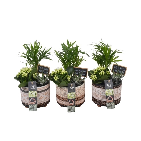 <h4>PTIB6431 Arrangement Indoor in keramiek pot</h4>