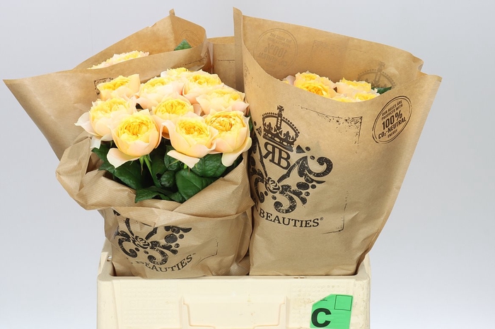 <h4>Rosa Gr Gar Golden Vuvuzela</h4>