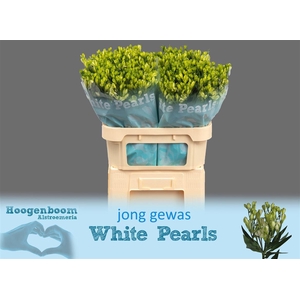 Alstr Fl White Pearls