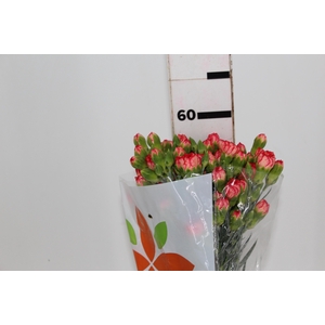 CRAVO SPRAY FIRE FLAME 060CM