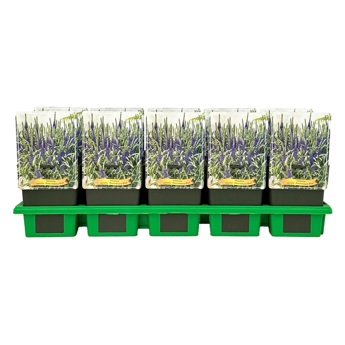 <h4>Veronica spicata Anniversary Blue</h4>