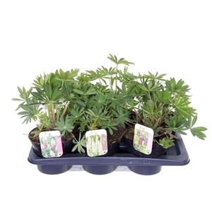 Lupinus Gallery gemengd