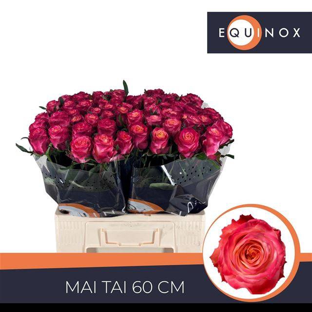 <h4>R Gr Mai Tai Extra Equinox</h4>