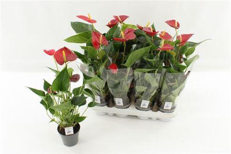 Anthu An Success Red 3+