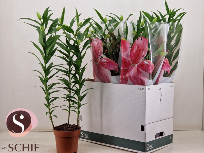 <h4>LIL OR ROSEL SARA</h4>