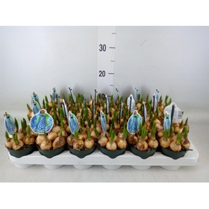 Muscari  'Big Smile'