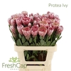 Protea Ivy