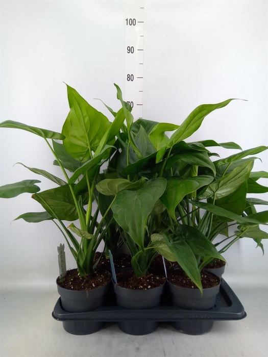 <h4>Alocasia cucullata</h4>