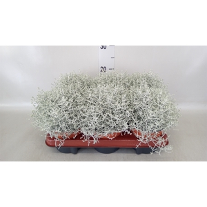 Leucophyta brownii