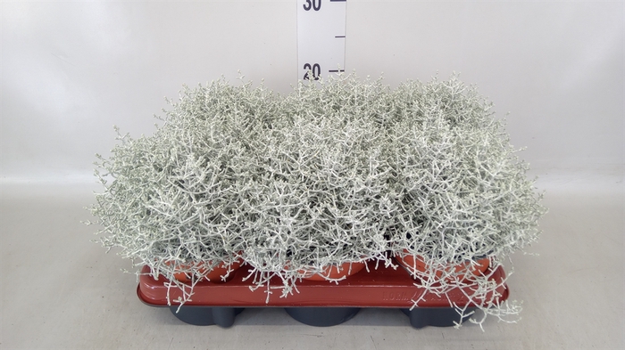 <h4>Leucophyta brownii</h4>
