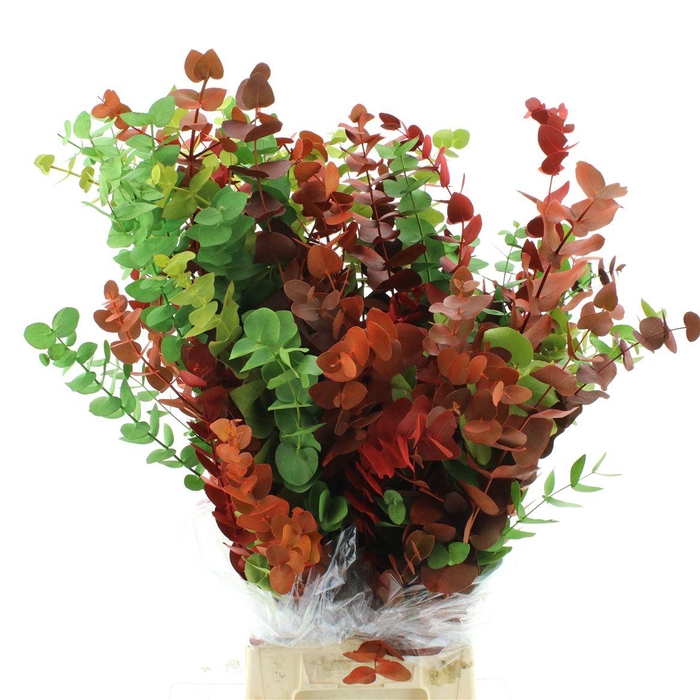 Euca Klb Cinerea Mix