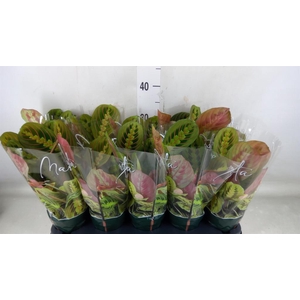 Maranta leuc. 'Fascinator'