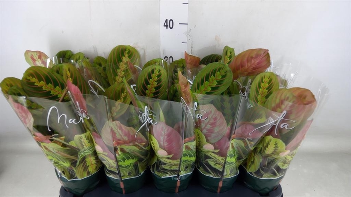 <h4>Maranta leuc. 'Fascinator'</h4>