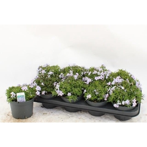 PHLOX S FAB BLU VIOL