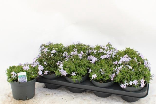 <h4>PHLOX S FAB BLU VIOL</h4>
