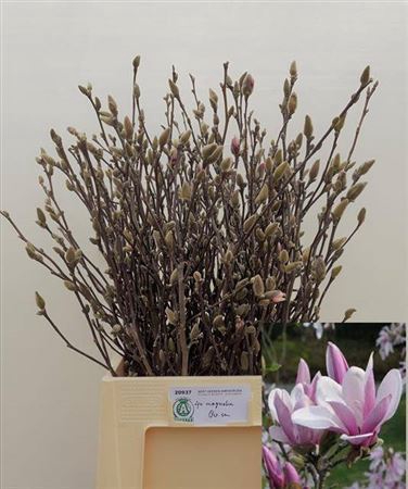 <h4>Magnolia Grandiflora</h4>
