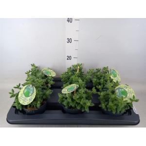 Delosperma echinatum